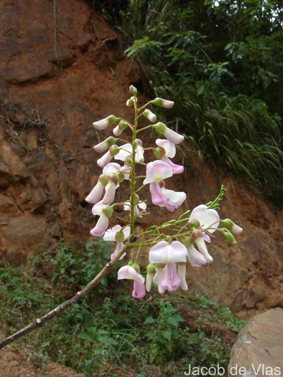 Gliricidia sepium (Jacq.) Steud.